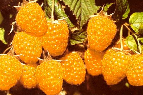ラズベリーの最高の品種 - 説明、植え付け、ケア、写真