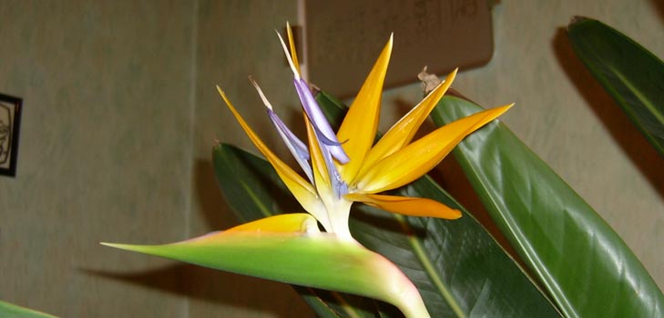 Strelitzia royal：自宅での写真と適切なケア