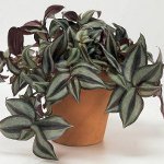 Tradescantia:説明とケア Tradescantia:説明とケア