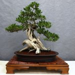 盆栽のためのケア 盆栽のためのケア