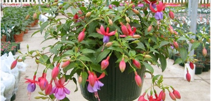 フクシアの花