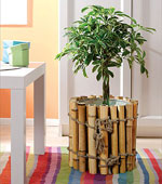 屋内植物の選択