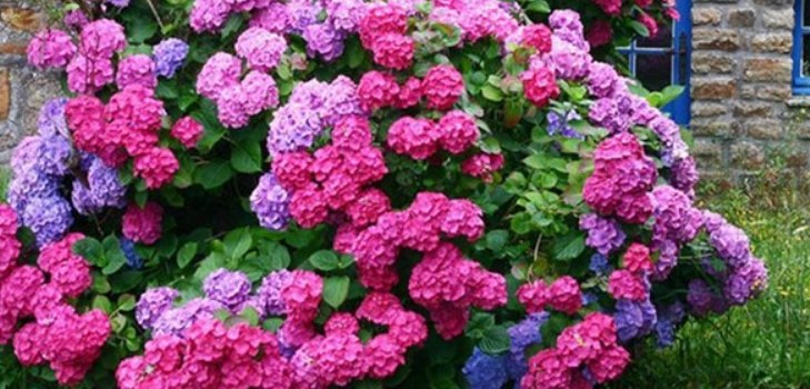 花のアジサイ