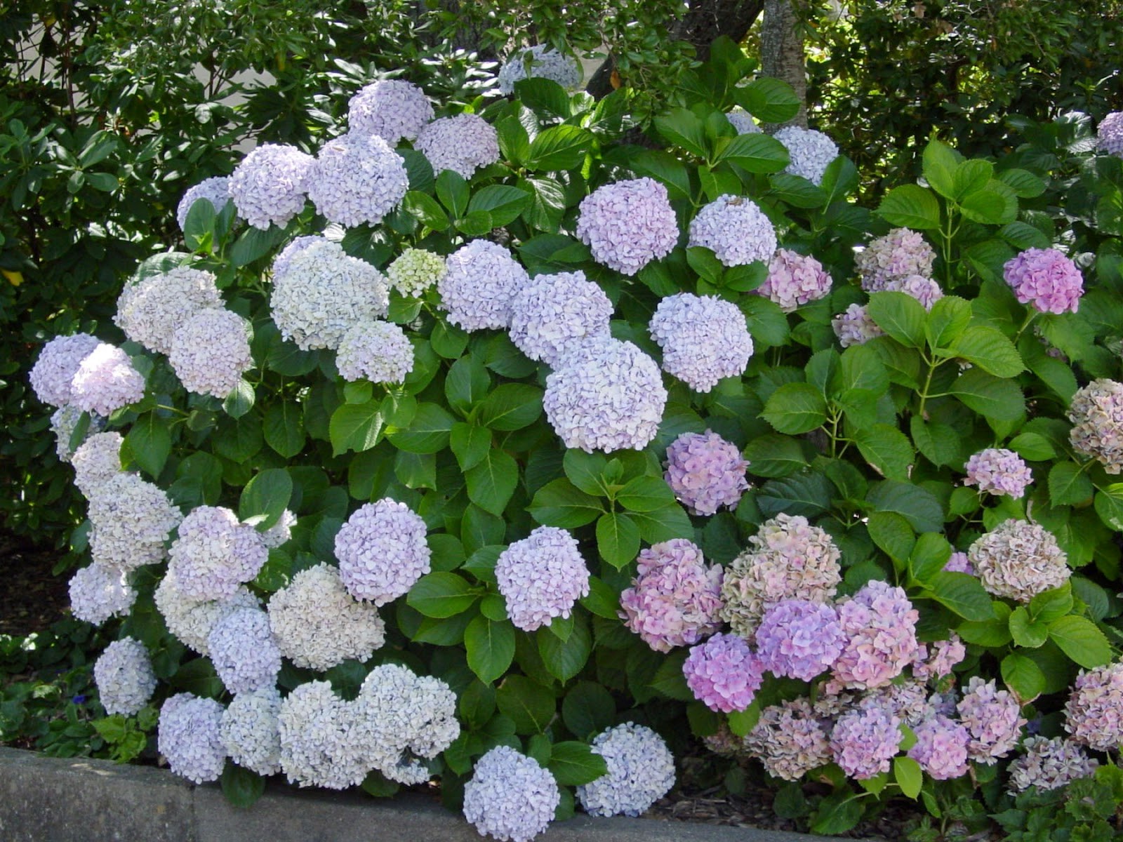 アジサイの茂み