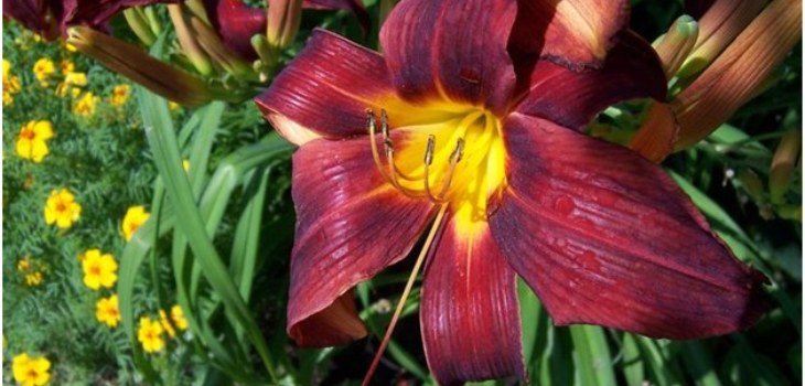 今日の子供の花 - 子供