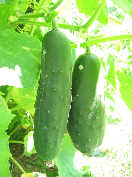 窓の上に成長している野菜