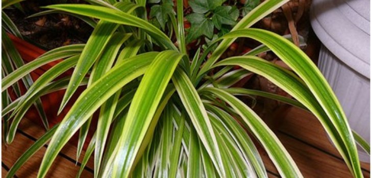 クロロフィウム植物