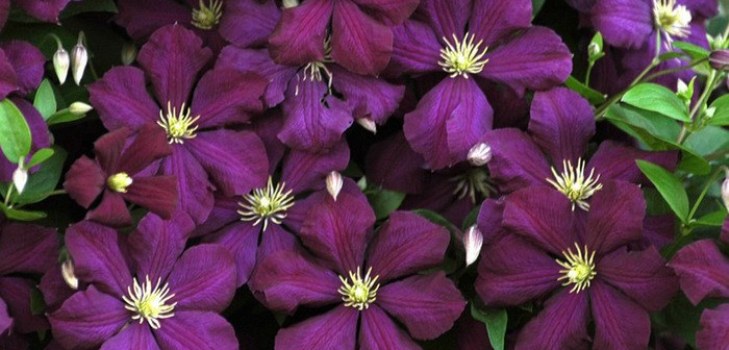 クレマチスの花