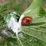 ブラックカラントの害虫