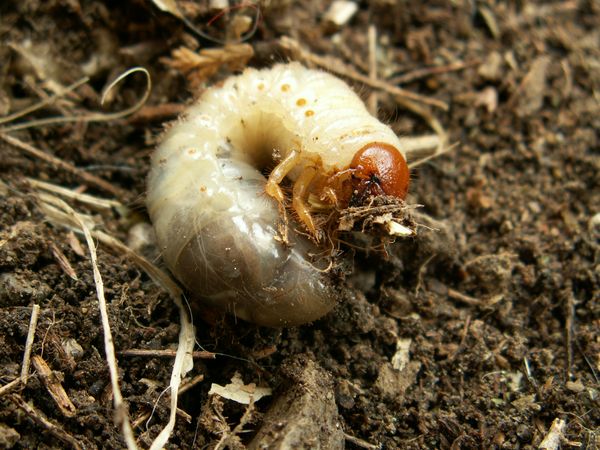 庭の害虫防除