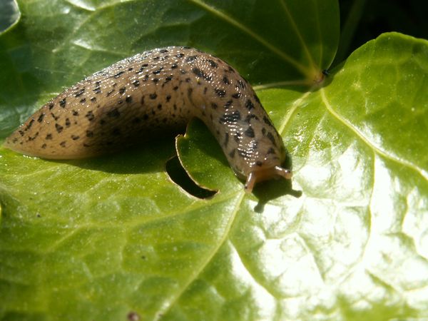 庭の害虫防除