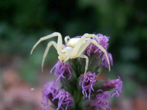 庭の害虫防除