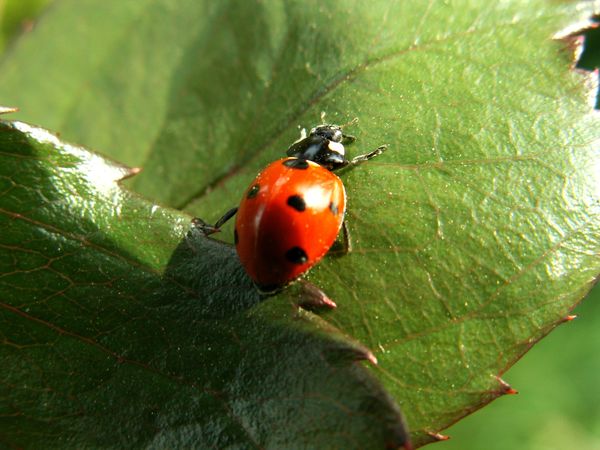 庭の害虫防除