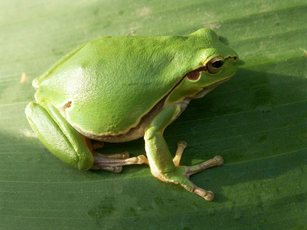 庭の害虫防除