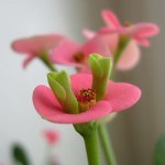 毒のある室内植物