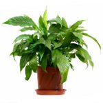 バクテリアに起因する植物の病気