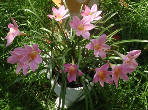 あなたは開花のための新興を必要とするもの