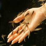 Ichthyomassage:魚のペディキュア Ichthyomassage:魚のペディキュア
