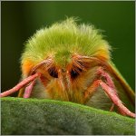 昆虫の恐怖 昆虫の恐怖