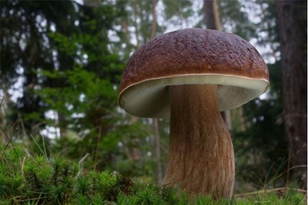 Borovik：写真と説明