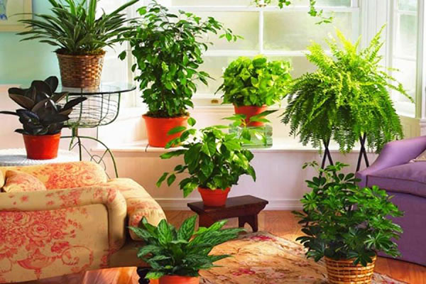 これらの植物はあなたとあなたの家を邪悪な目から守ります：腐敗からの野菜のお守り