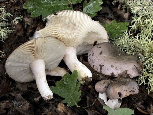 きのこrussula、その写真と説明。食用ロザを調理する方法