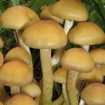 偽の蜂蜜の寒天と食用のものを区別する方法