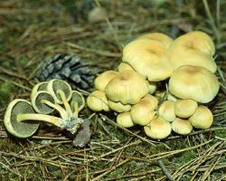 偽の蜂蜜の寒天と食用のものを区別する方法