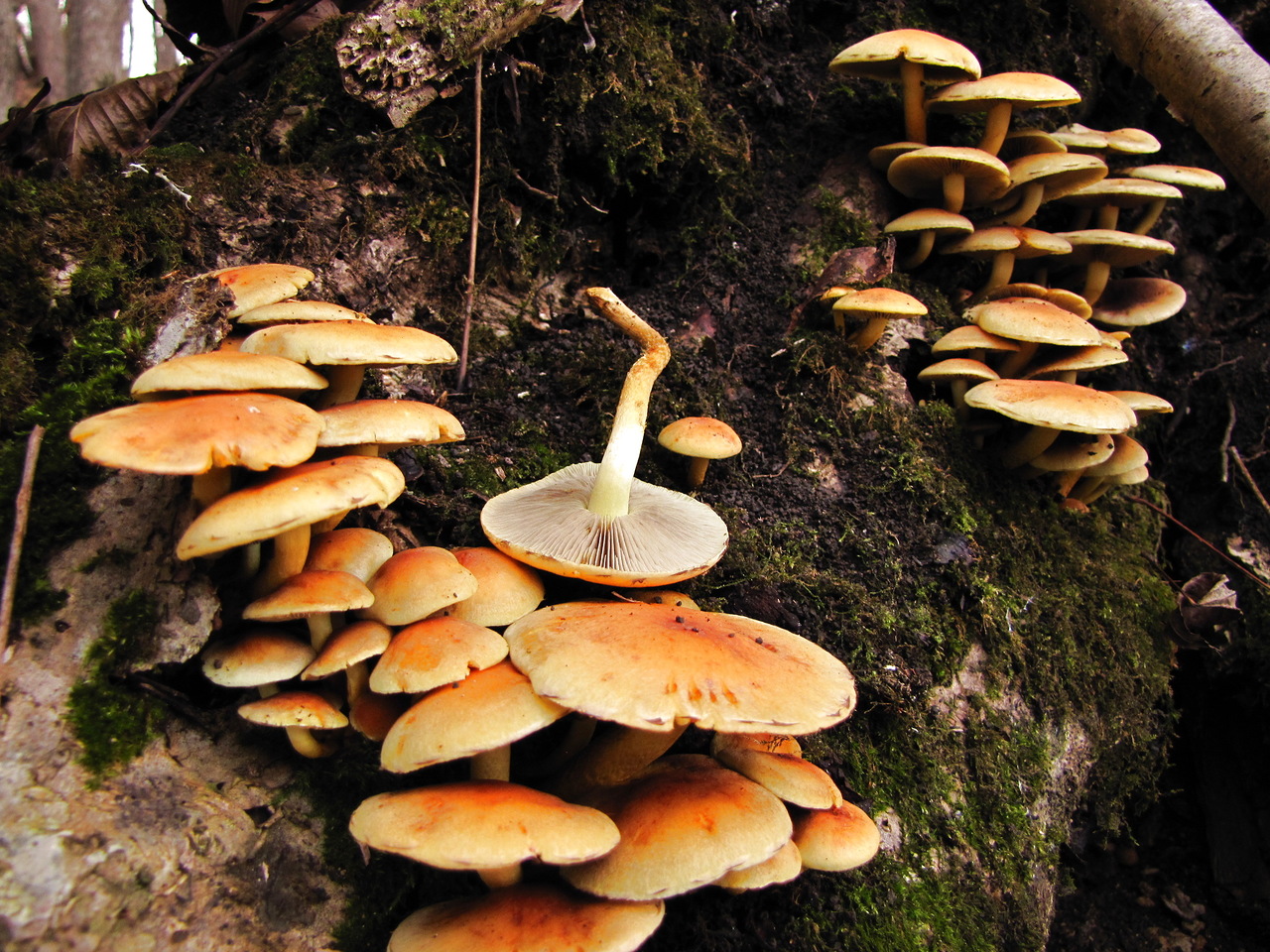 偽の蜂蜜の寒天と食用のものを区別する方法