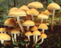 偽の蜂蜜の寒天と食用のものを区別する方法