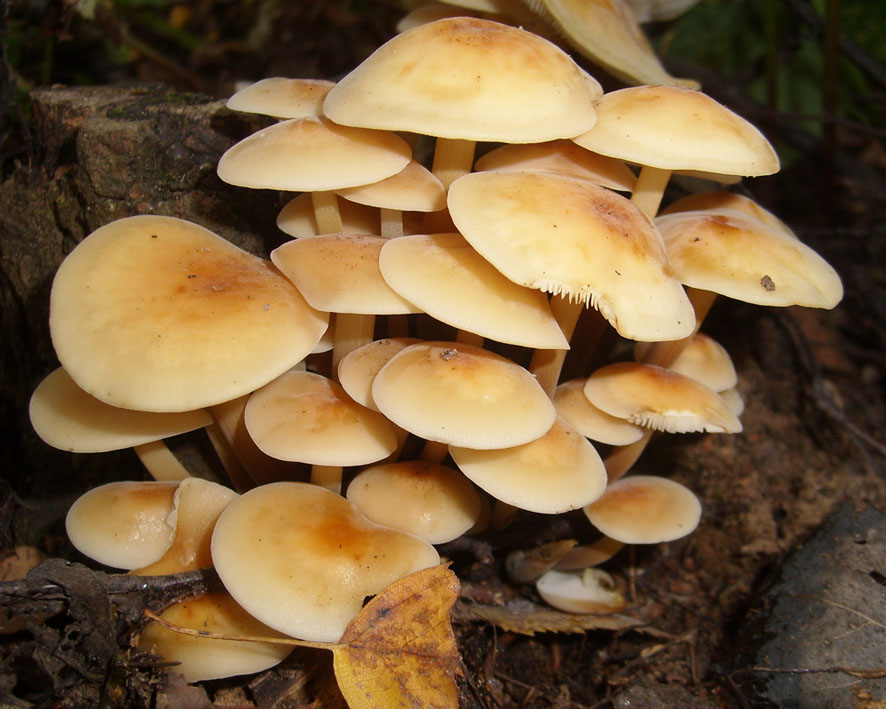 偽の蜂蜜の寒天と食用のものを区別する方法