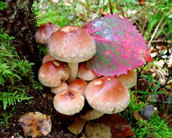 偽の蜂蜜の寒天と食用のものを区別する方法