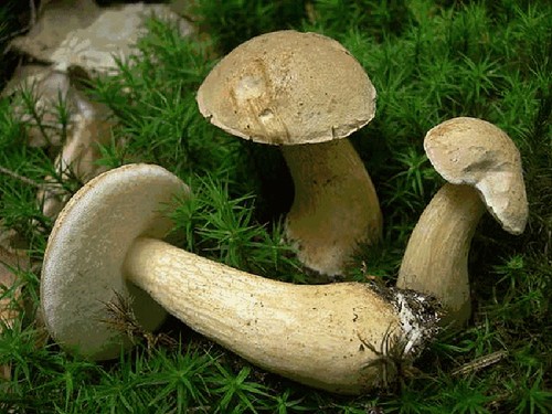 偽のアスペンと食用のものを区別する方法。偽Boletusの主要な兆候、写真、および説明