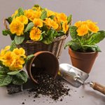花を移植する方法