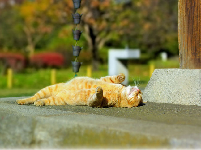 どのように自分自身を応援ですか？