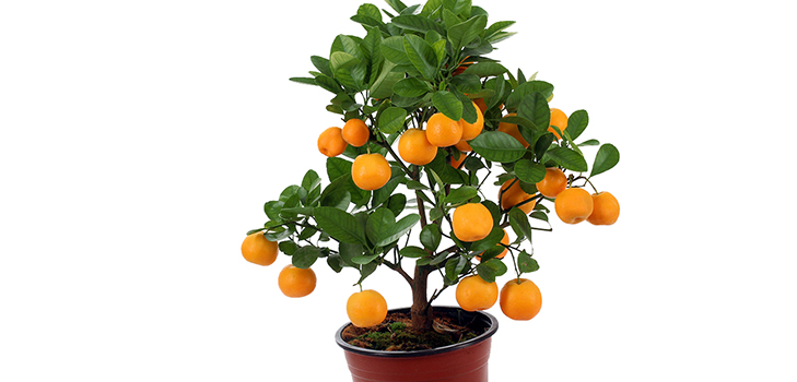 Calamondine