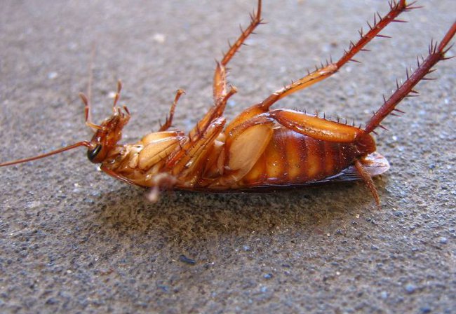 ゴキブリを取り除く方法