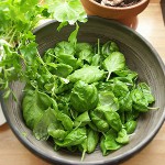 冬のためにソレルを調達するには? 冬のためにソレルを調達するには?
