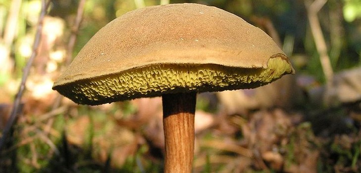 虚偽のバーチバー：危険なダブル