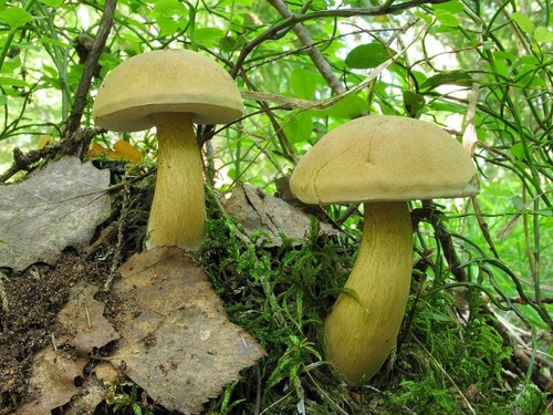 虚偽のバーチバー：危険なダブル