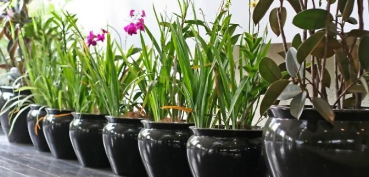 屋内植物