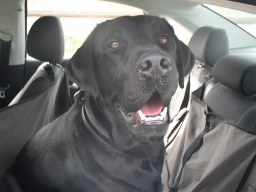 私たちは犬と車でクリミアに行く