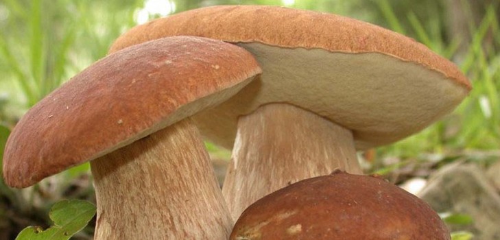 食用真菌：分類と予防措置