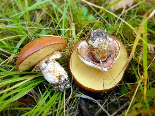 食用真菌：分類と予防措置