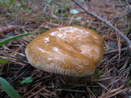 豚：食用かどうか？