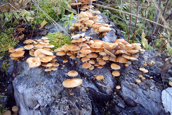 毒キノコ：偽蜂蜜寒天、写真
