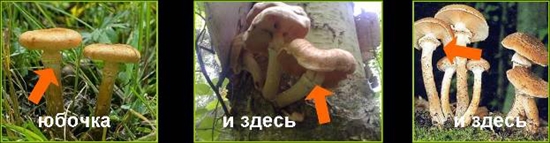 毒キノコ：偽蜂蜜寒天、写真