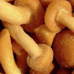冬の凍結蜂蜜寒天