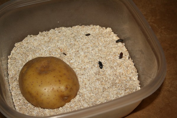 尻の甲虫：昆虫の種類と昆虫の戦いの方法