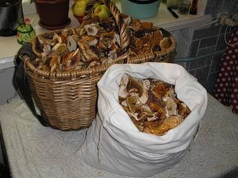 自宅でキノコを乾かす方法
